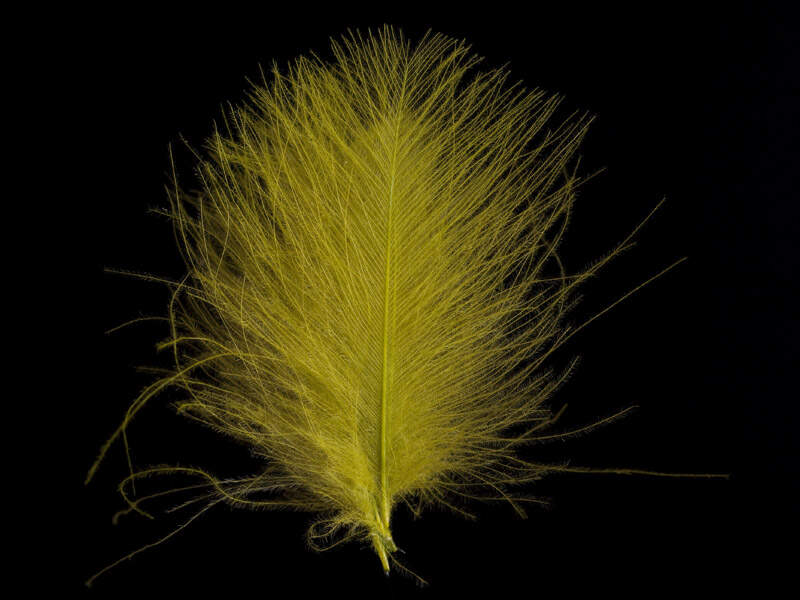 1g Plumes de Cul de Canard (CDC) Vieux Jaune / Ginger feather