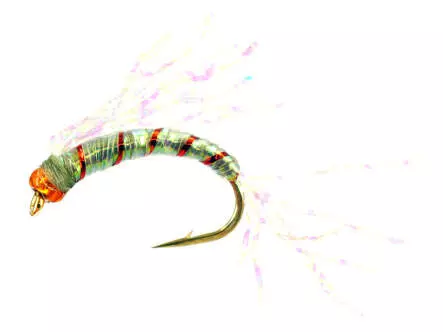 Gambe Alose feinte CRYSTAL WING