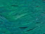 COU DE COQ TEINT basic fly fishing - grade A+ - turquoise