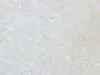 ANGEL WING SHEETS hotfly - 150 x 100 mm - 2 pc. - white uv