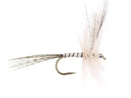 White Ripped Mayfly