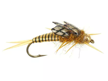 Copperback Stone - Gold