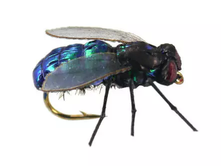 X-true Blue Fly