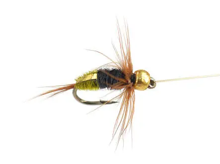 Rienz Premium BI Olive