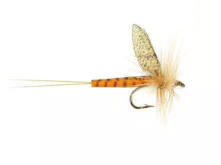 Sulphur Mayfly