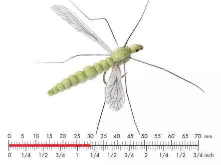 Cranefly Olive Grey (25mm Body)