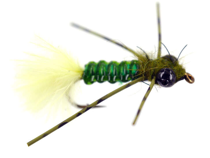 Olive Leg Dragonfly Nymph