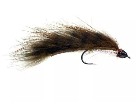 Competition CH Zonker Brown Barred TG