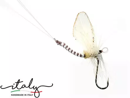 Oligonevriella Rhenana - 14 mm