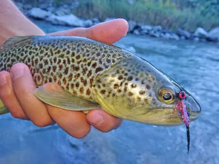 Twaid Shad Streamer Black