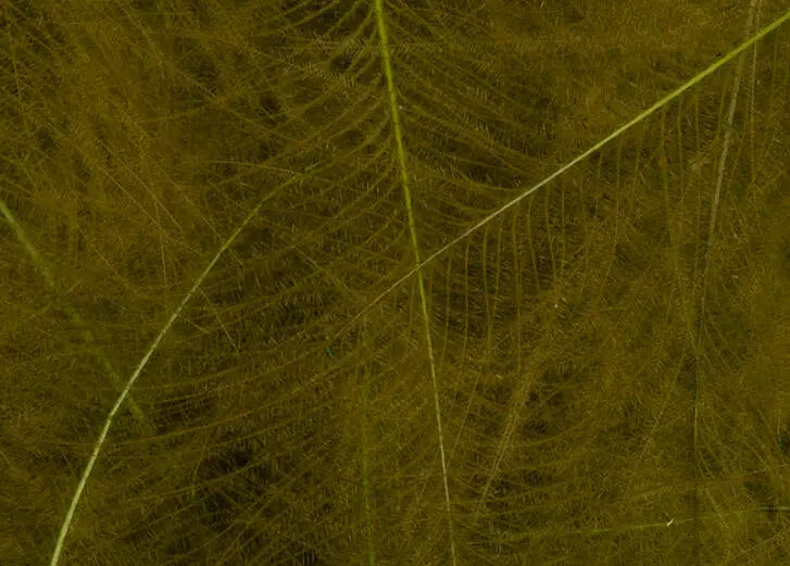 Plumes De CDC Olive Vert – 1g (120 Plumes) Pour Montage Mouche, Tailles 3-6cm, Lavées Et Teintées