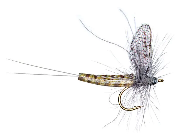 BWO