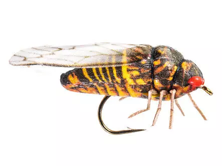 Cicada
