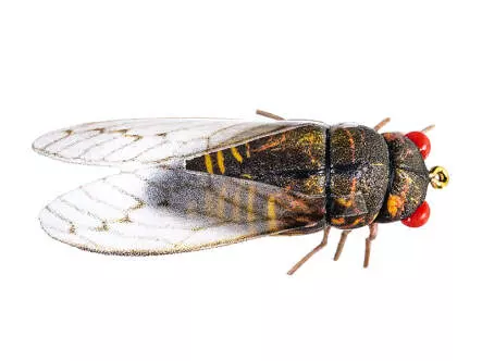Cicada