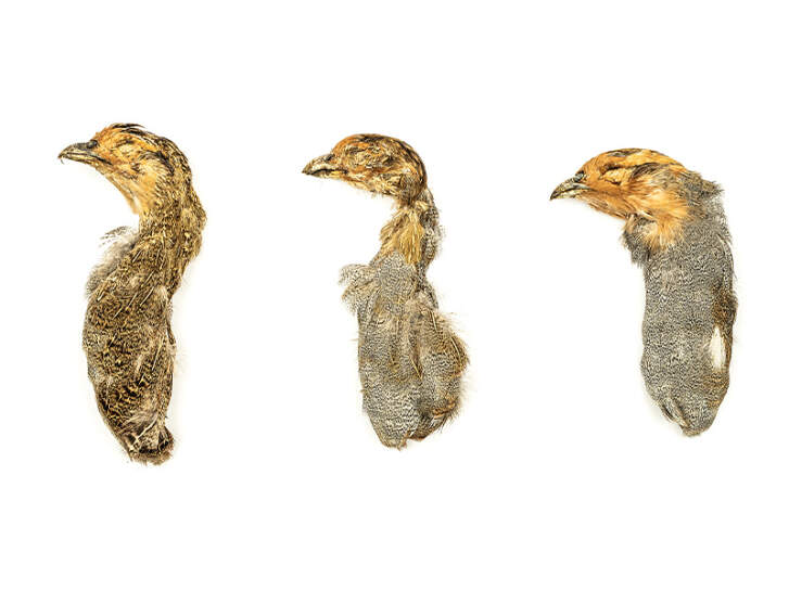 Plumes De Paon Striées Beige/marron – Lot De 6, Pour Mouche De Pêche
