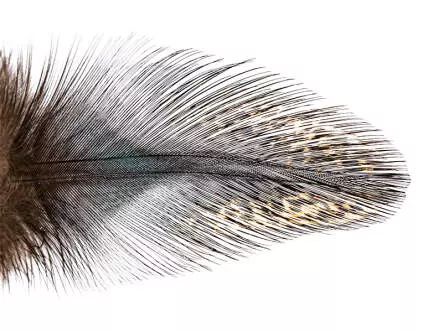 PLUMES COQ DE LEÒN PARDO grade 2 hotfly - 10 pz.