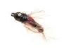Pheasant & CDC Evo BH BL 4 12