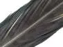 PLUME DE QUEUE DE FAISAN 1° CHOIX hotfly - 1 pcs. -...