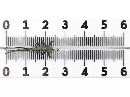 Nymphe Éphe?me?re - plate - tan - 25 mm