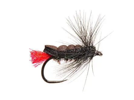 Chenille V1