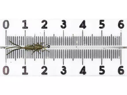 Nymphe Éphe?me?re - freewater - tan - 20 mm