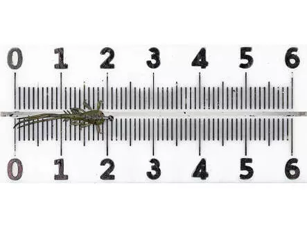 Nymphe Éphe?me?re - plate - tan - 20 mm