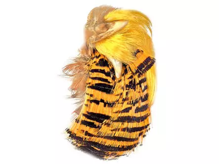 FAISAN DORÉ TÊTE COMPLÈTE 2ème...