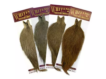 Cou de COQ DE LEON whiting farms