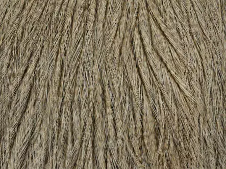 Cou de COQ DE LEON whiting farms