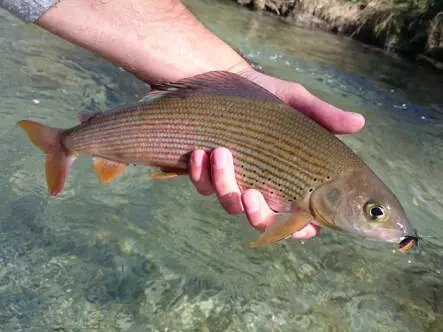 Slickwater Caddis - Black 14