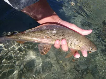 Slickwater Caddis - Black 14
