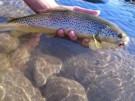 Slickwater Caddis - Black 14