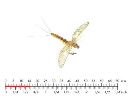 Mayfly Spent 3 Sulphur 15mm