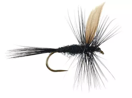 Black Gnat BL