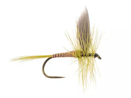 B.W. Olive BL