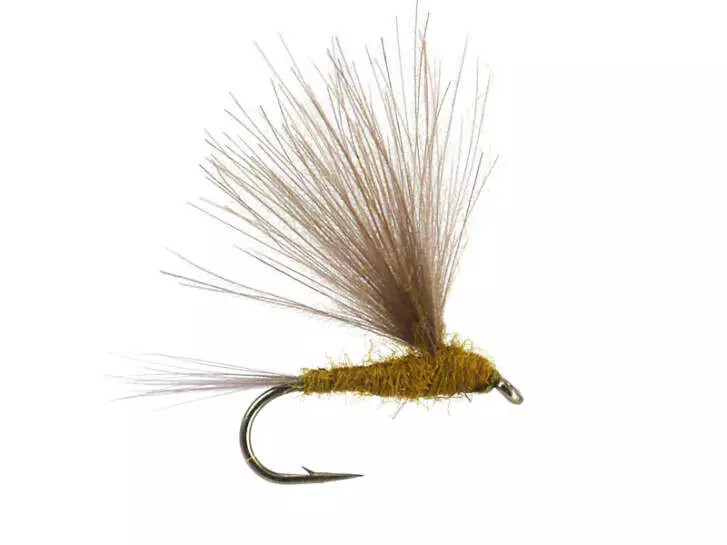 CDC Light Olive