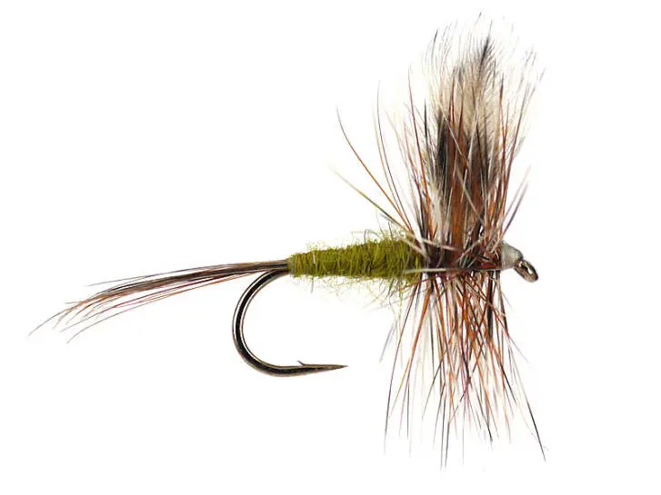 Adams Olive