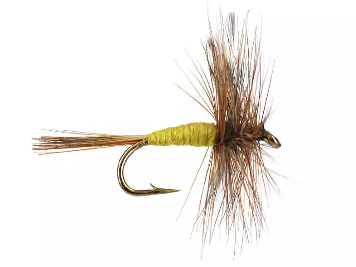 Adams Yellow