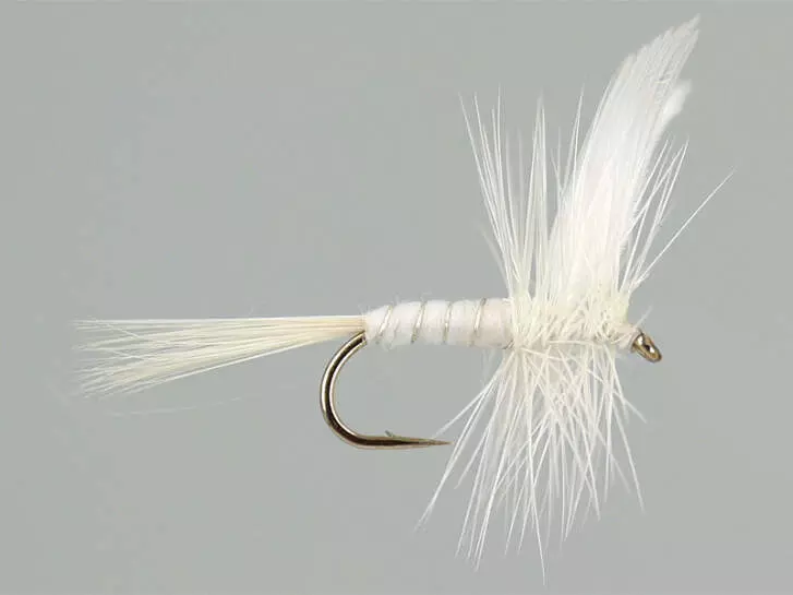 White Miller