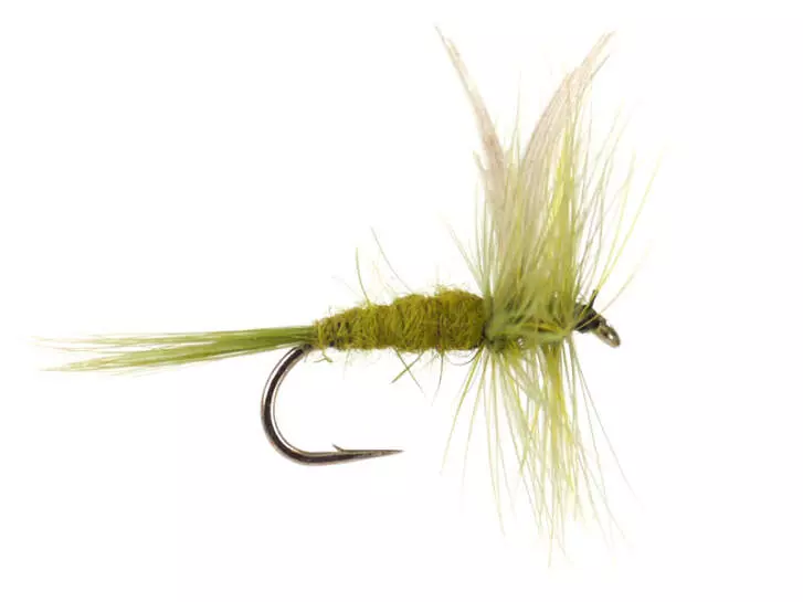 Olive Dun