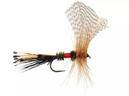 Royal Fan Wing Mayfly