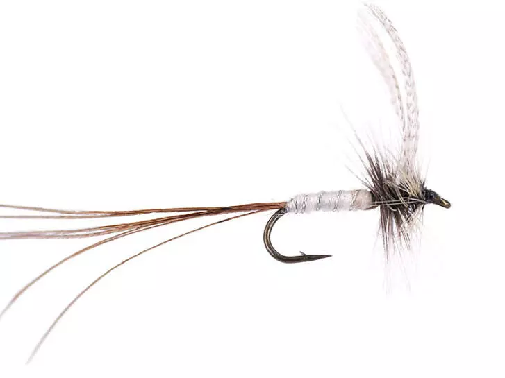 White Long Tailed Mayfly