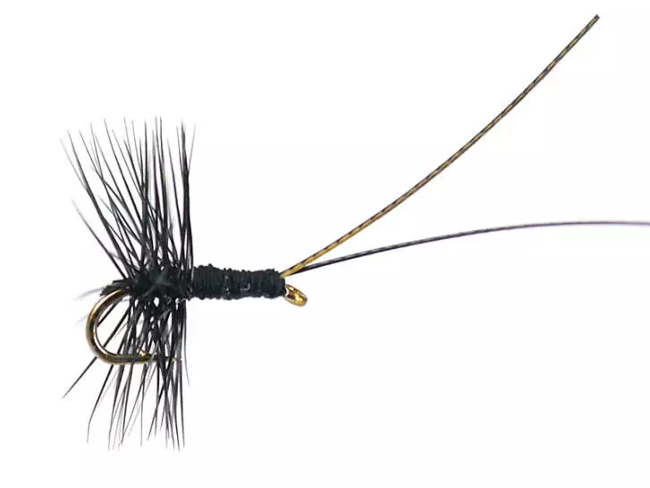 Midge Pupa Black