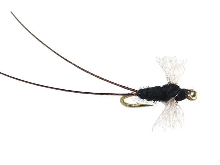 Tricorythodes Dun