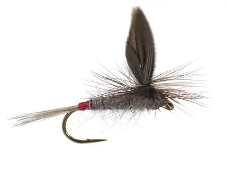 Iron Blue Dun Parachute Superb