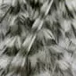 GENETIC HACKLES 100 PACK whiting farms - # 12 - grizzly