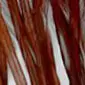 GENETIC HACKLES 100 PACK whiting farms - # 16 - brown