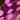 PLUMES DE PINTADE (GUINEA FOWL) hotfly - 10 pcs. - 6/10 cm - pink