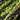 HERL DE PAON hotfly - 1 g - ca. 15 cm - natural