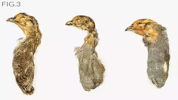 A rare Louis XV piqué d'or tortoiseshell boîte à mouches - Royal Provenance | Royal Provenance